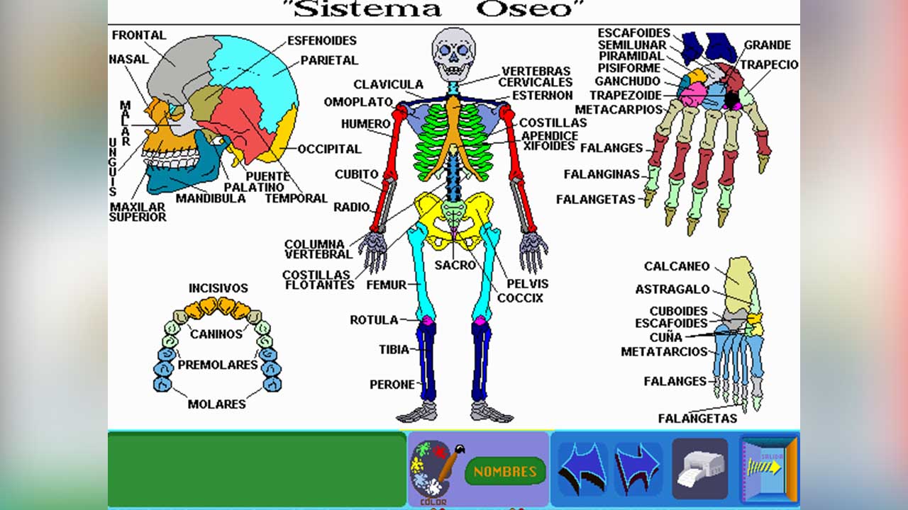 Juego para aprender sobre el cuerpo humano y el sistema oseo para niños de tercero de primaria